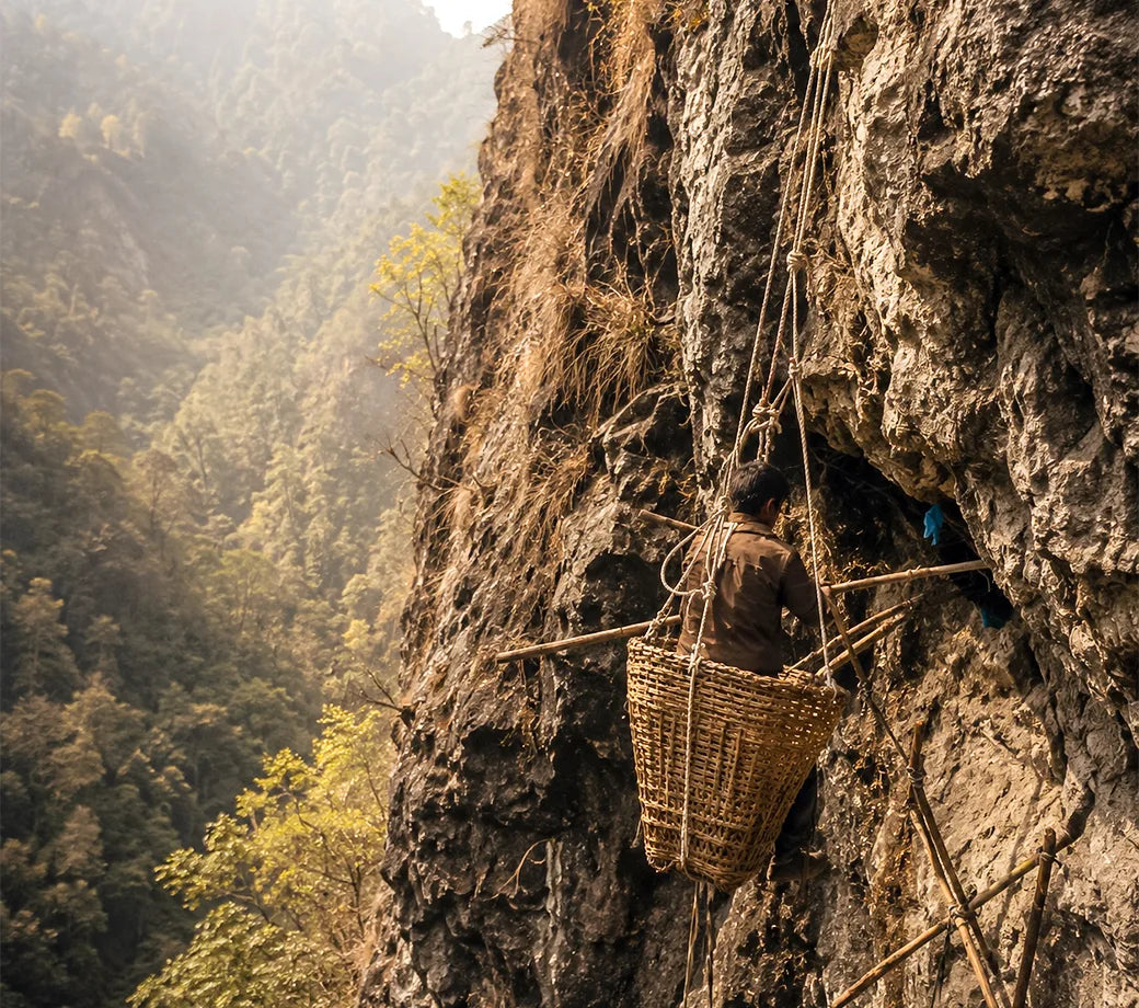 Gurung honey hunter on a rope ladder beside a giant wild cliff hive in the Himalayas