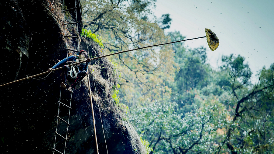 Himalayan Giant Honey Bee (Apis laboriosa)