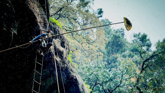 Himalayan Giant Honey Bee (Apis laboriosa)