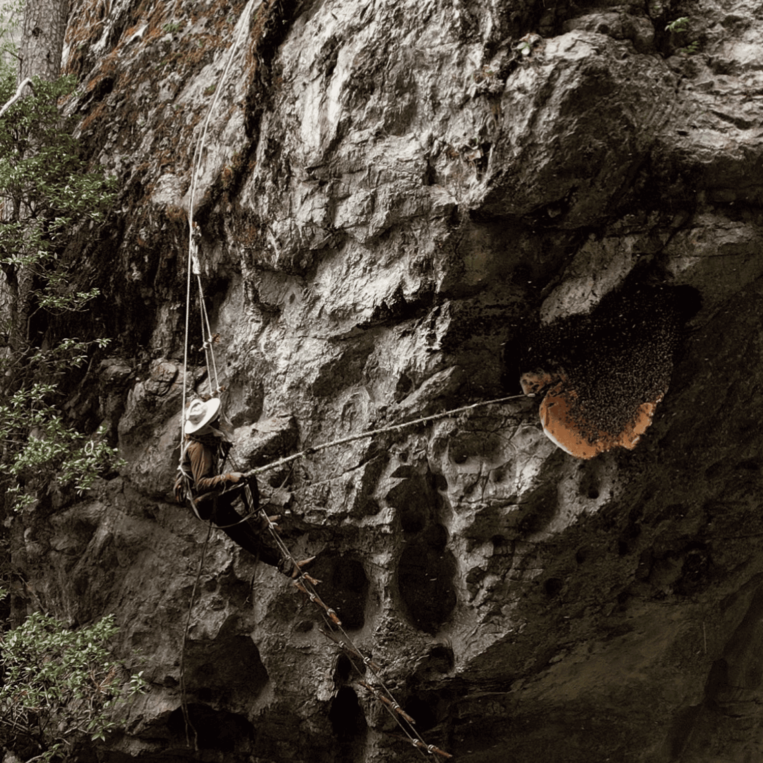 ハニカムの切断