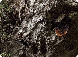 Cutting the Honeycombs