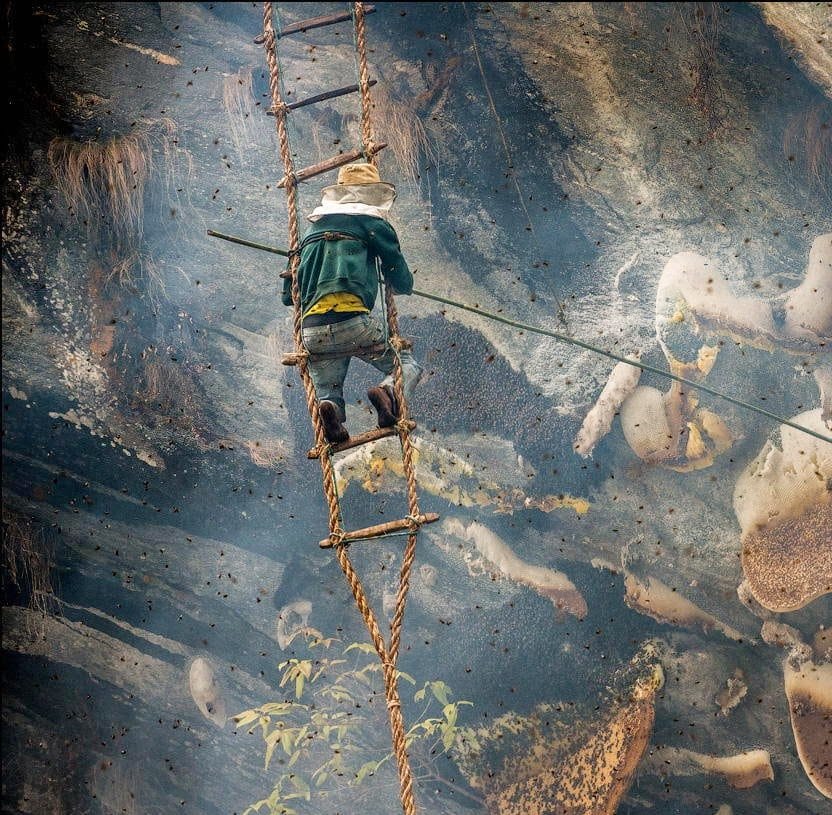 a person on a ladder at the side of a giant cliff hunting for nepalese mad honey