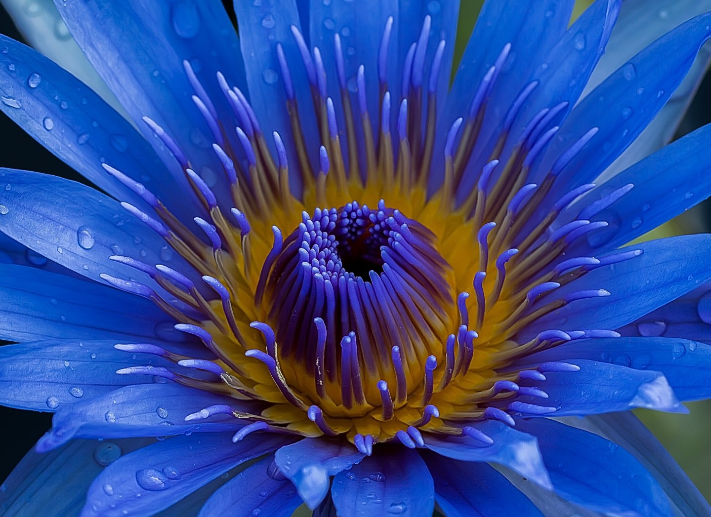 blue lotus with rain drops all over the flower