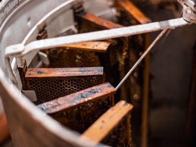 beekeeper-is-filling-up-a-honey-extractor-with-a-h-7WFTPFY beekeeper-is-filling-up-a-honey-extractor-with-a-h-7WFTPFY